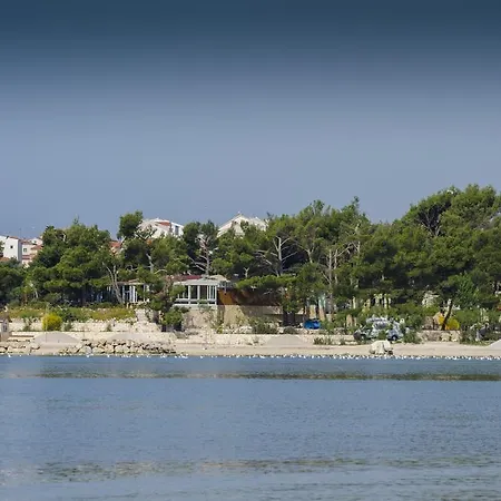 Dalmatian Sea Star Split